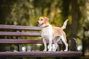 close up portrait of female crossbreed beagle dog with collar standing on bench in city park