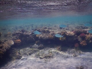 coral reef in egypt red sea © Michaela Holubová