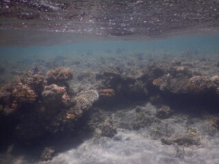 coral reef in egypt red sea © Michaela Holubová