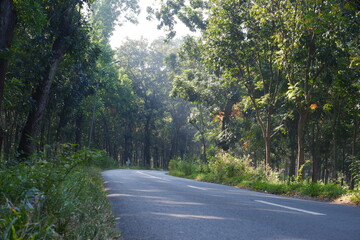 Obraz premium Rubber Forest in Java Island