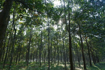 Fototapeta na wymiar Rubber Forest in Java Island