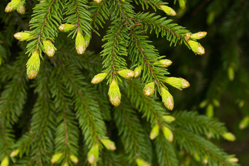 Fresh green needles of an European spruce, Picea abies growing in Estonian boreal forest. 