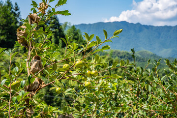 Camellia oleifera forest in Yanling Mountain, Hunan Province, China