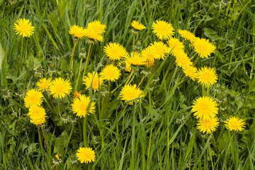 Close-up of a bright yellow Common dandelion, Taraxacum officinale flower on an Estonian meadow during springtime.  - obrazy, fototapety, plakaty