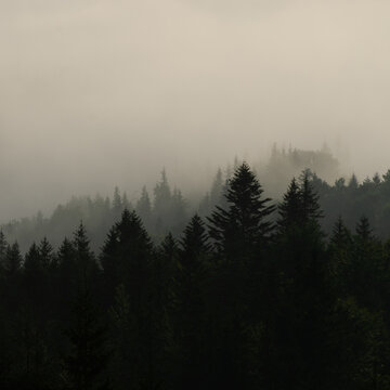 mist in the mountains © Yurii Andreichyn
