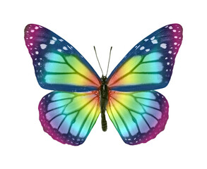 Naklejka na ściany i meble Colorful butterfly isolated on a white background.
