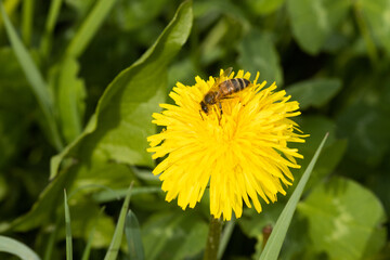 Close-up of a small Honeybee pollinating Common dandelion, Taraxacum officinale flower during a...
