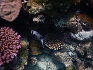 masked puffer Arothron diadematus is a pufferfish in the family Tetraodontidae View of a masked...