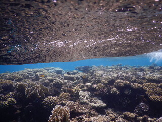 coral reef in the blue sea red sea egypt actocoralia anthozoa © Michaela Holubová