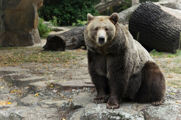 Fototapeta na wymiar brown bear in berlin zoo