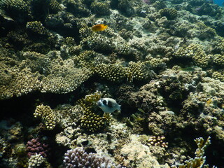 arothron diadematus masked puffer  pufferfish in the family Tetraodontidae  Body heavy, round; head...