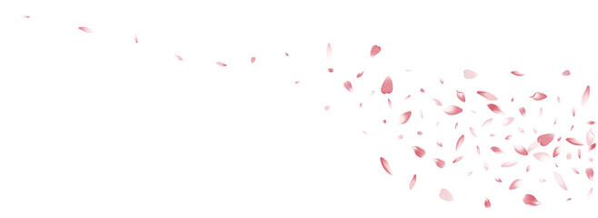 Color Rose Petal Vector White Background. White