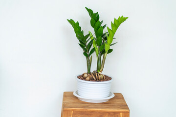 Air purifying plants decorate your home and create freshness in your home. 