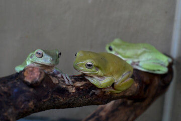 Australian green tree frog on leaf, dumpy frog on branch, animal closeup, amphibian closeup