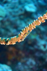 奄美大島 ガラスハゼ
2108 7742