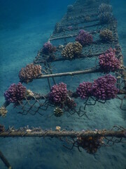 restoration of coral reef in egypt red sea fence construction as a base © Michaela Holubová