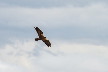 A western marsh harrier (Circus aeruginosus) flying searching for prey in Gallocanta Lake, Aragon, Spain.
