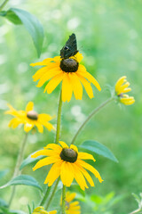 butterfly on yellow echinacea flower, on a sunny day	
