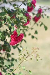 background for photo red roses