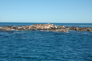 Fototapeta na wymiar A big group of Cape Fur Seal at Seal island, Cape Town