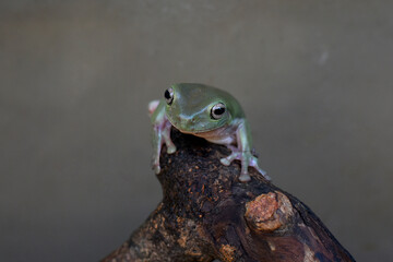 Australian green tree frog on leaf, dumpy frog on branch, animal closeup, amphibian closeup
