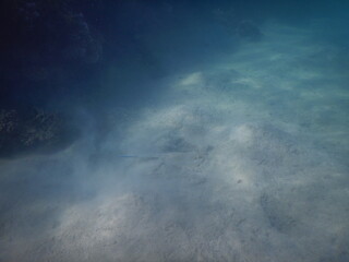 coral reef and fish assembly in shallow marine tropical environment
