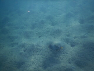 coral reef and fish assembly in shallow marine tropical environment © Michaela Holubová