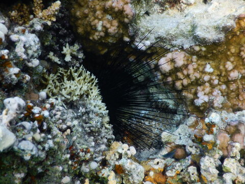 Diadema setosum is a species of long-spined sea urchin belonging to the family Diadematidae. It is a typical sea urchin, with extremely long, hollow spines that are mildly venomous. D. setosum differs