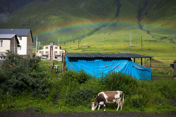 cows in the mountains