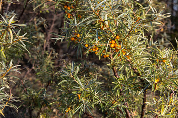 Bunch of bright orange and yellow ripe sea buckthorn berries with green leaves on the blur green background is in a garden in autumn