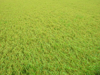 Obraz na płótnie Canvas 雨に濡れる豊作の稲のある田圃風景