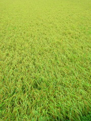 雨に濡れる豊作の田圃の稲のある風景
