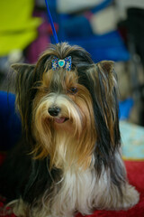 little cute Yorkshire Terrier dog resting in room, close view 