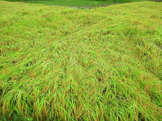 秋の長雨で倒れた豊作の田圃の稲