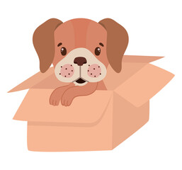 Fototapeta premium pup in a box