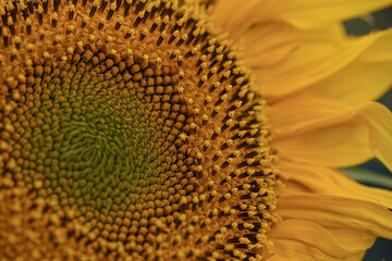 Sunflower with Green Bud Sunflower Blossom - Healthy Lifestyles, Ecology, Organic Farming, Smallholding,