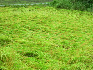 秋の長雨で倒れた豊作の田圃の稲のある風景