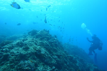 Fototapeta na wymiar 奄美大島 珊瑚礁と魚とダイバー 2108 7805
