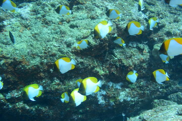 奄美大島 カスミチョウチョウウオ
2108 7809