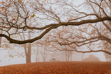 foggy autumn