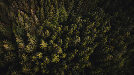 Beautiful green dark forest in the mountains. Landscape scene from nature, Moravian-Silesian Beskids, Czech Republic