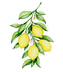 Hand drawn vector watercolor lemons
