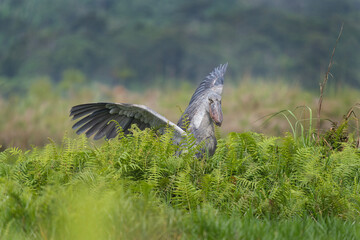 Shoebill next to river. Ornithology in Uganda national park. Birds near the lake Victoria. 