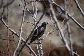 blackbird on the branch