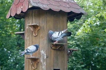 wooden bird house