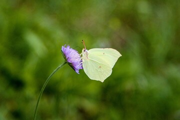 butterfly on a flower
