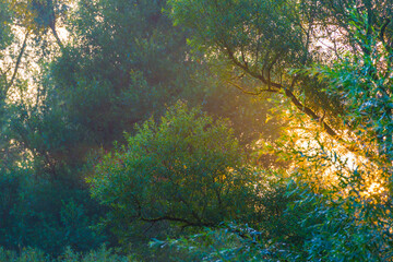 Green trees in a colorful misty forest in bright sunlight in wetland at sunrise in summer, Almere, Flevoland, The Netherlands, September 3, 2021
