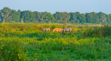 Horses in a field along the edge of a misty lake at sunrise in summer, Almere, Flevoland, The Netherlands, September 23, 2021