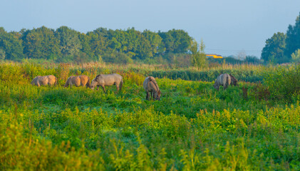 Horses in a field along the edge of a misty lake at sunrise in summer, Almere, Flevoland, The Netherlands, September 23, 2021