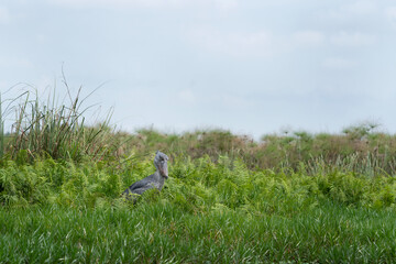 Shoebill next to river. Ornithology in Uganda national park. Birds near the lake Victoria. 